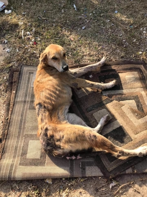 Lab’s bonded friend wouldn’t leave her injured pal: Now they are both rescued