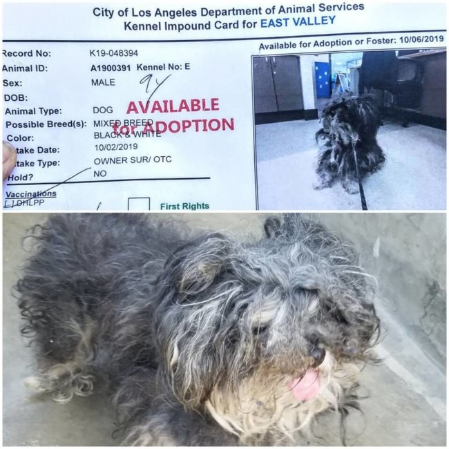 Terribly neglected ‘Lucky’ surrendered to overcrowded shelter