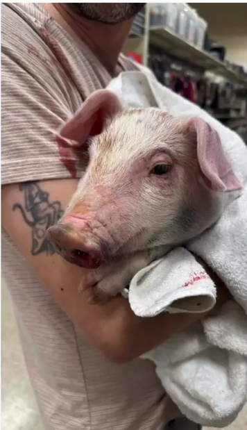Piglet on his way to ‘fattening farm’ fell off truck tumbling onto highway
