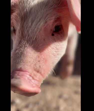 lucky-piglet