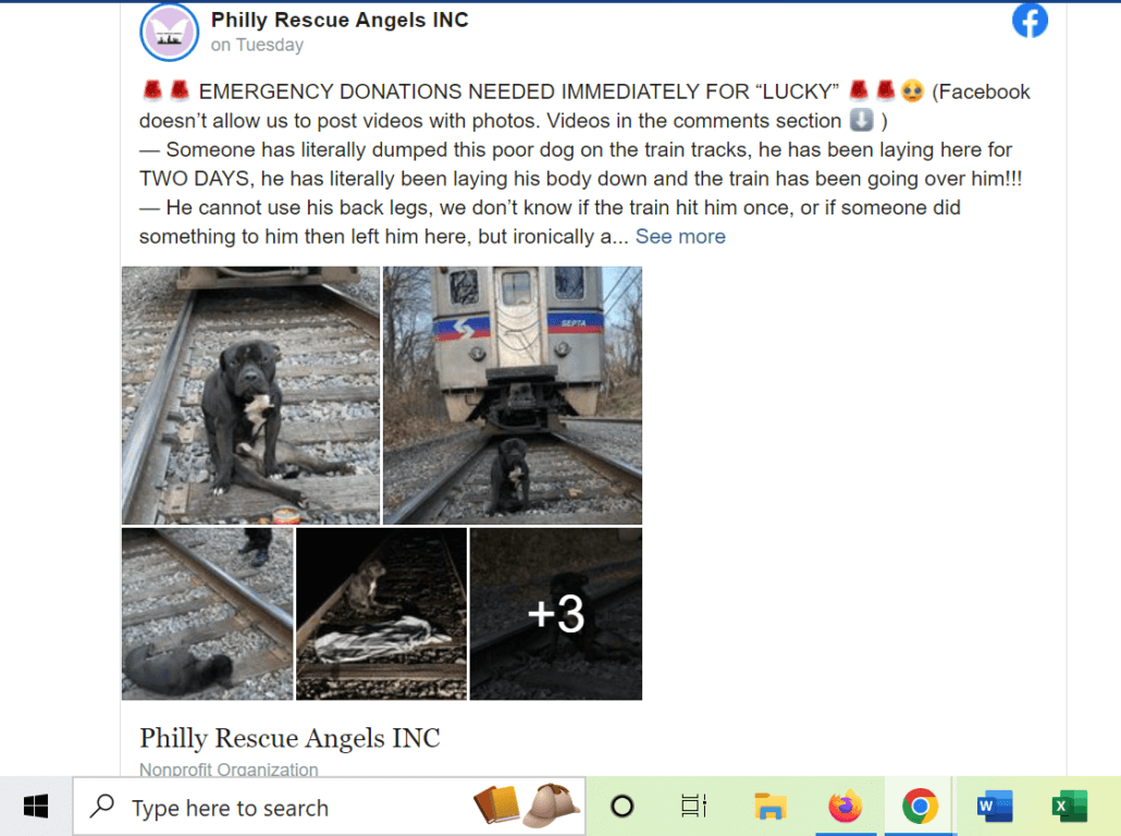 lucky-the-dog-2-1030x768-1