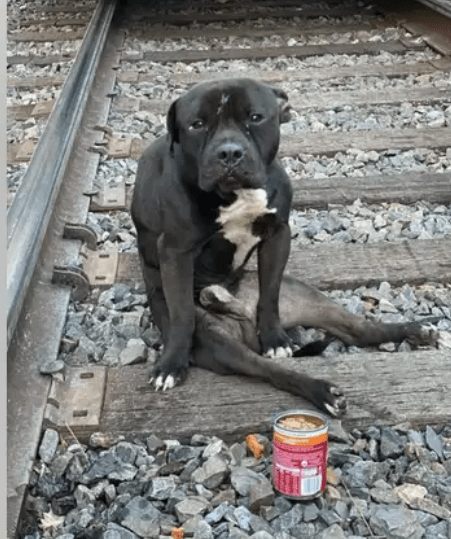 Injured dog spent two days on railroad tracks lowering his head as train went over him