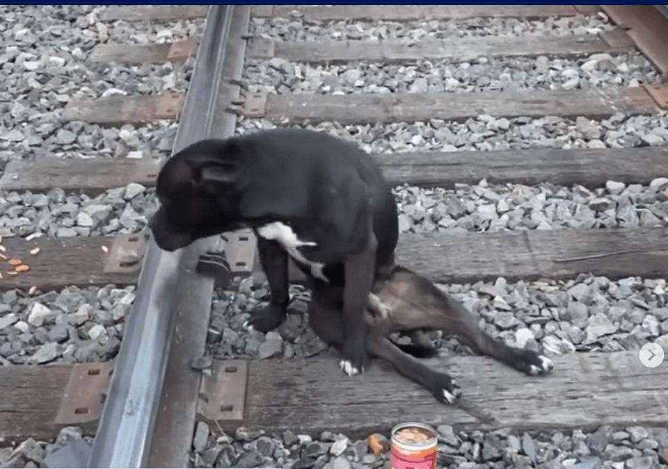 lucky-the-dog1-1