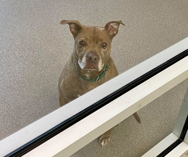 Dog who sat by the window all day at shelter hoping for a new home has been adopted