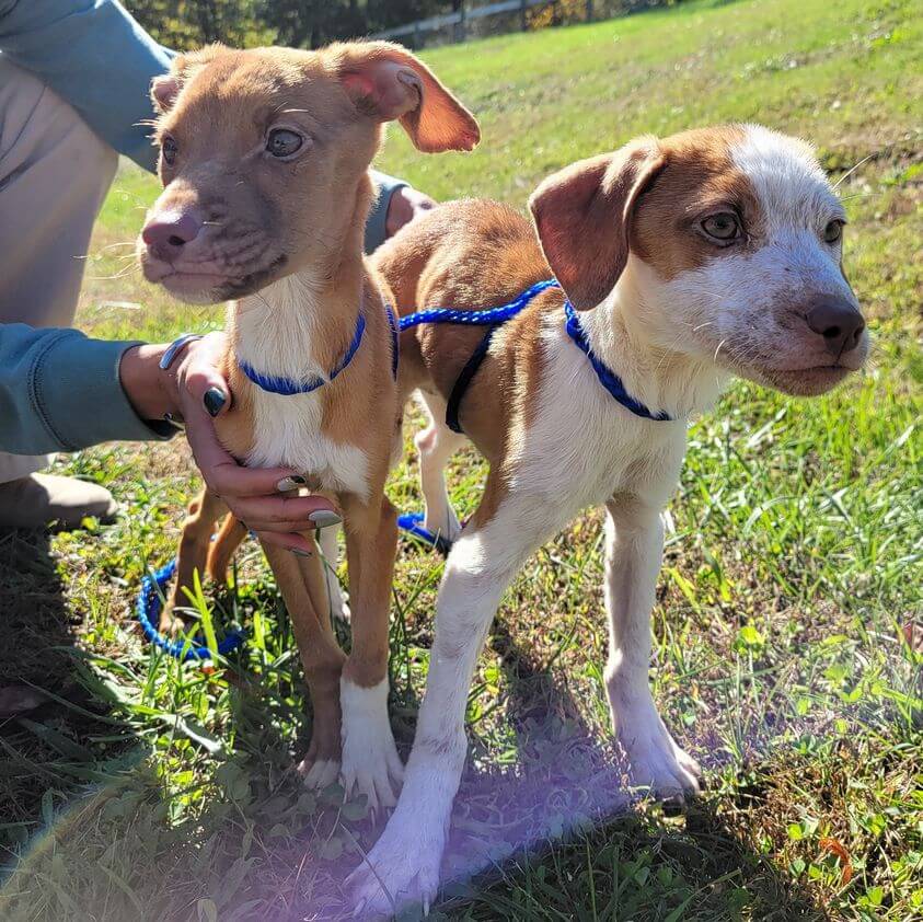 Healing: Update on two puppies confined to crate and starved in Kentucky