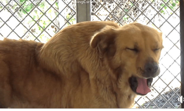 Owner surrendered ‘Big Head’ with huge mass on her neck New Year’s Eve