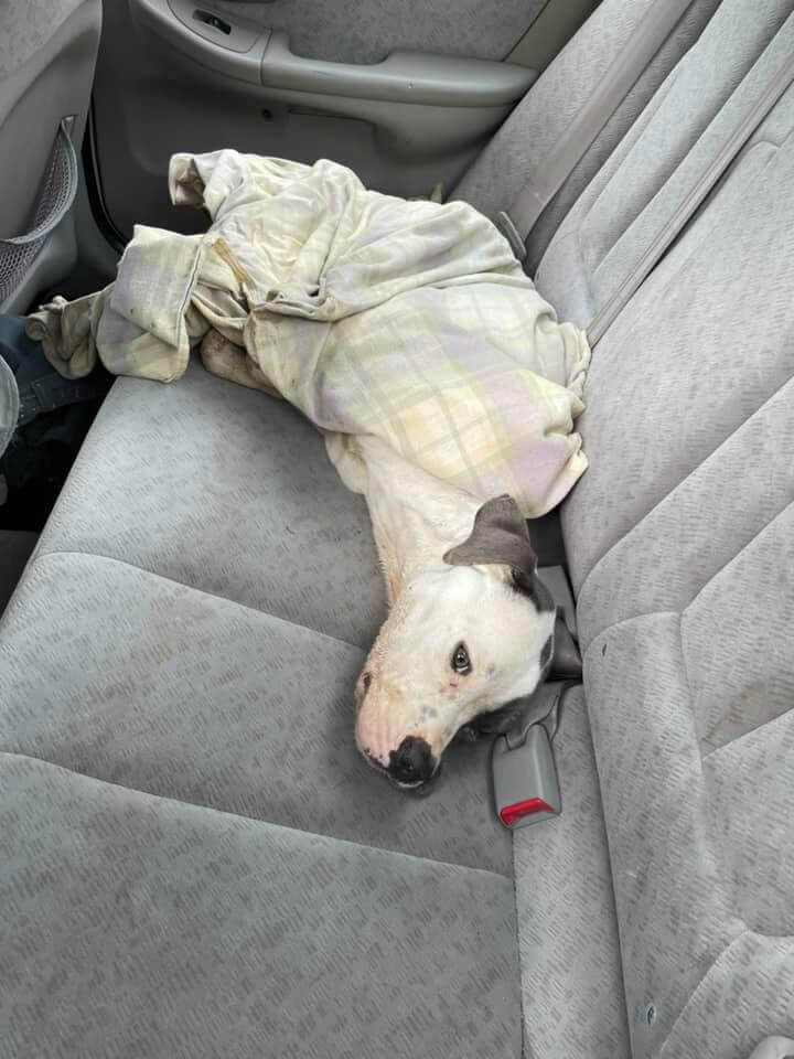 Helping Lucy: Starving pup unable to walk found by Good Samaritan