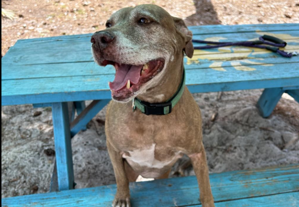 Senior pup with ‘charming quirks’ smiles while doing happy sneezes to get attention at Florida shelter