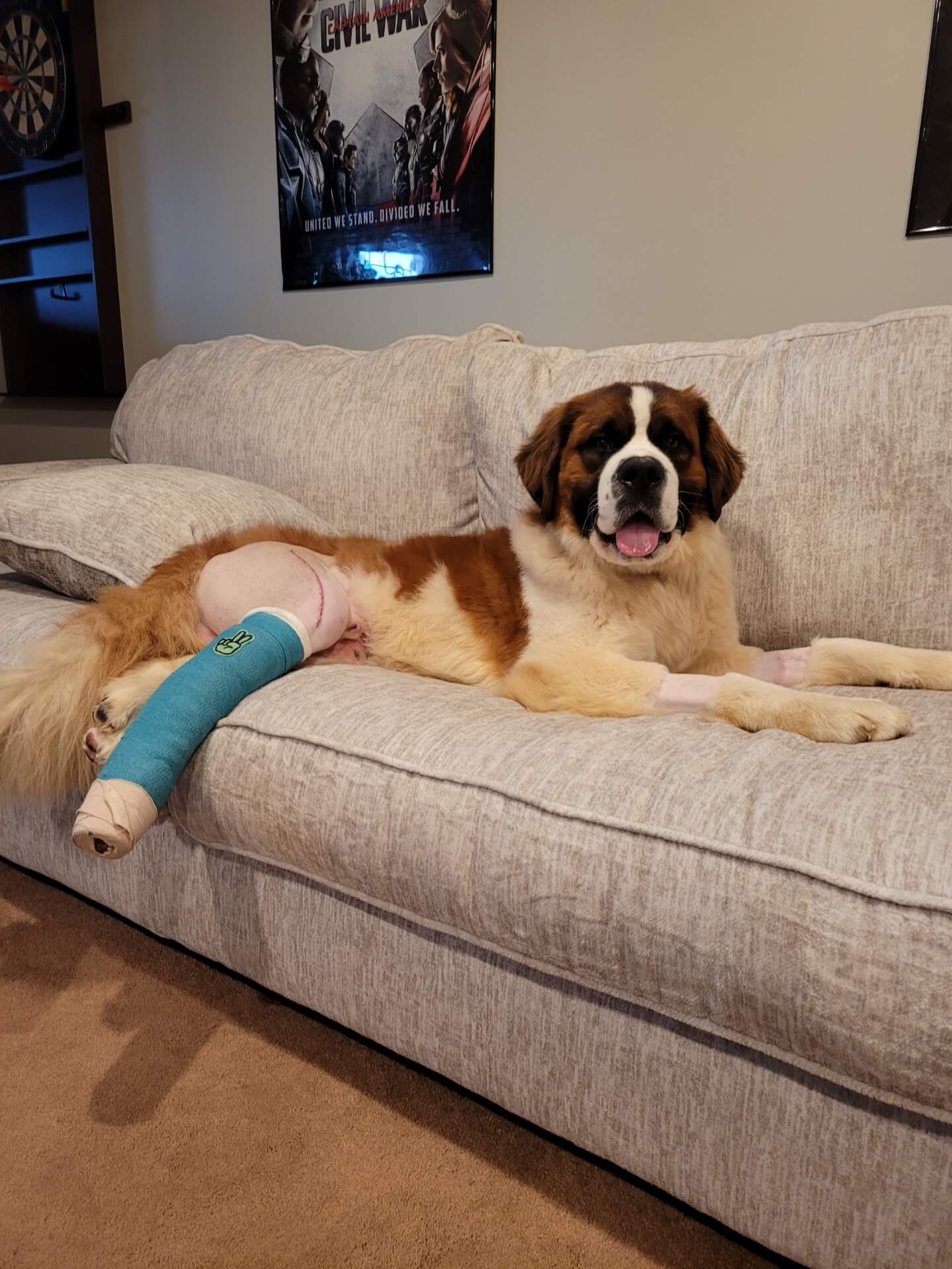 Update on St. Bernard who survived 20 foot jump off Kentucky highway overpass