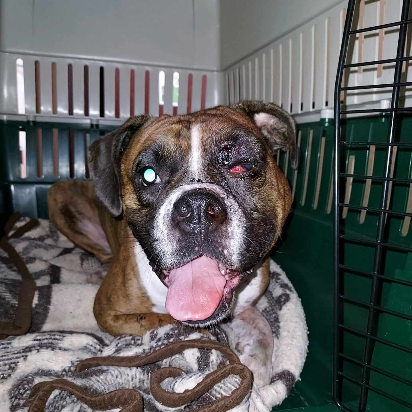 Ohio man told police his dog accidentally shot herself after dog had been trained to ‘bring gun to him’