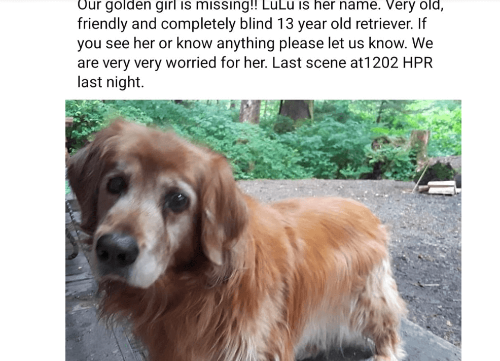 Blind, elderly dog found ‘barely alive’ weeks after vanishing