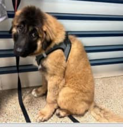 Young puppy winds up at Miami shelter scared of everyone