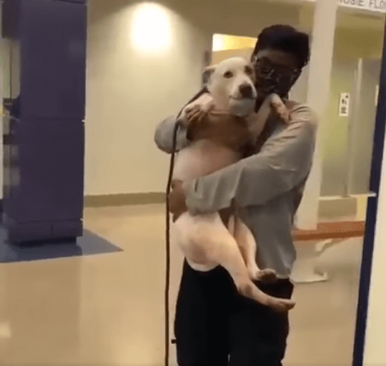 Terrified dog dumped back into shelter carrying her toy will find her forever home