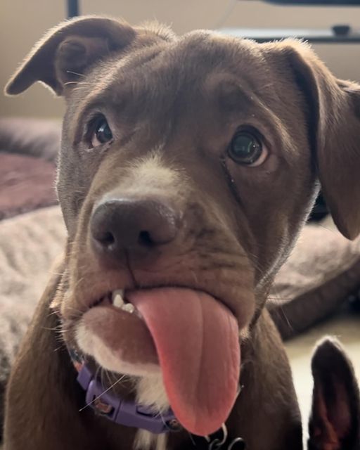 No one wanted adorable Luna with facial deformity until kind hearts stepped up to help