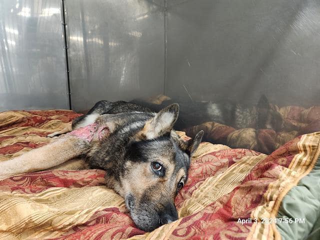 Emergency rescue needed for Luna left to suffer for a month with heartbreaking leg injury