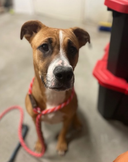 luna-the-boxer-5