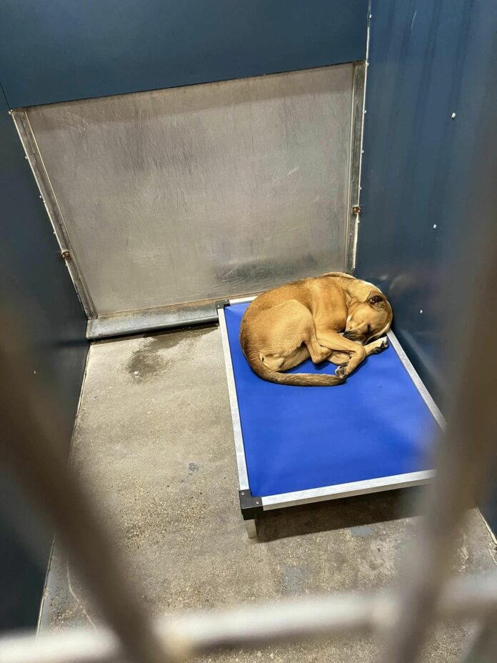 Sad Boxer puppy has spent nearly half her life curled up on her cot at shelter