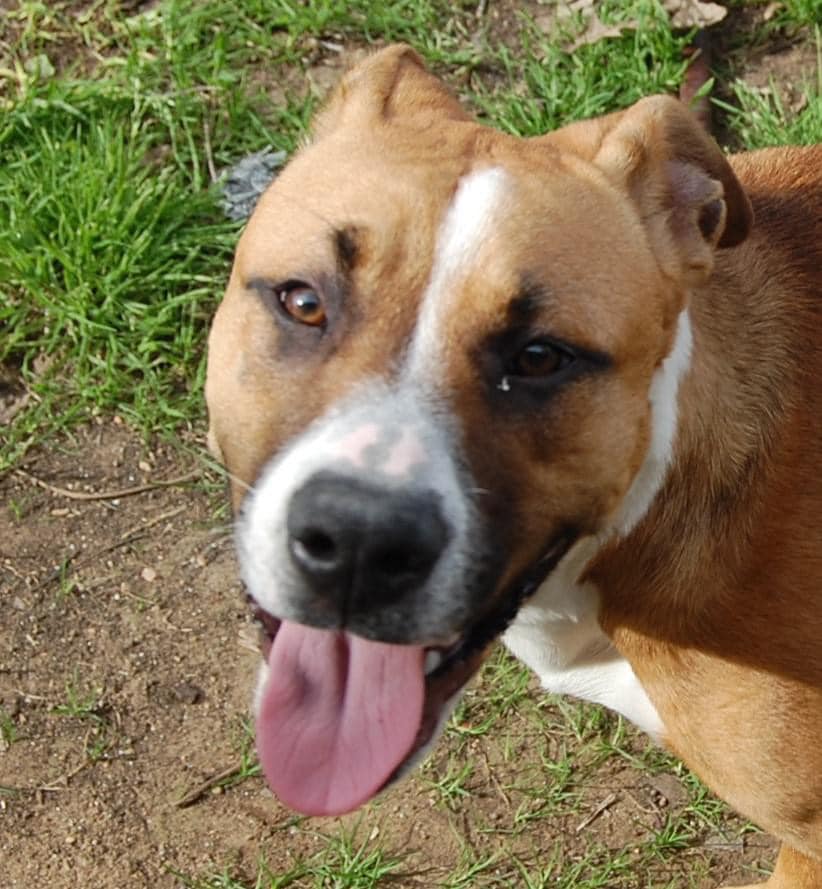 luna-the-boxer2