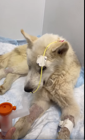 Husky found curled up in the mud waiting to die until rescuers promised her a new life