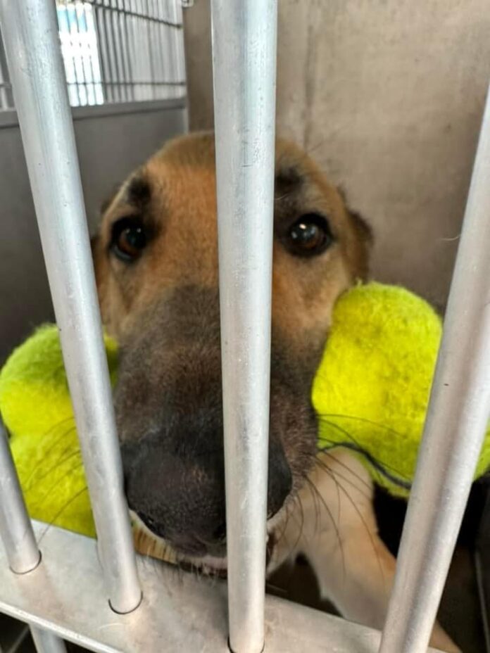 Six-year-old Luther is ‘code red’ in Texas and about to lose his life without our help