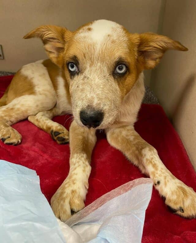 Michigan woman who broke her puppy’s bones and threw him in river takes plea deal for animal cruelty