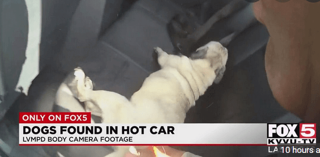 Police in Las Vegas release body cam video of dogs left in hot car leading to one death