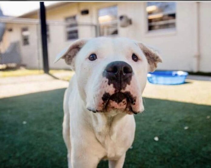 Frightened dog found dragging tattered collar and leash must be rescued from shelter within 24 hours