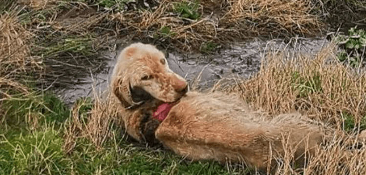 Abandoned hunting dog left starving and near death in a field, but rescuers came to her aid