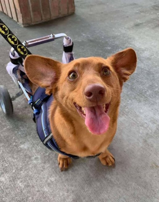 Woman pleaded guilty to cruelty in case of dog with two missing legs