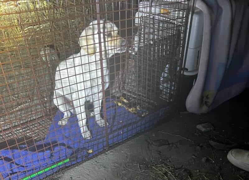 Heartless owners drove 3 small dogs to deserted area and left them sitting on a sheet