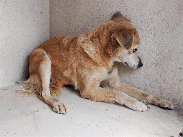 Overcrowded Florida shelter is no place for frightened retriever senior