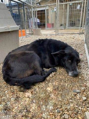 Picked up as a stray: Heartbroken, stressed and alone