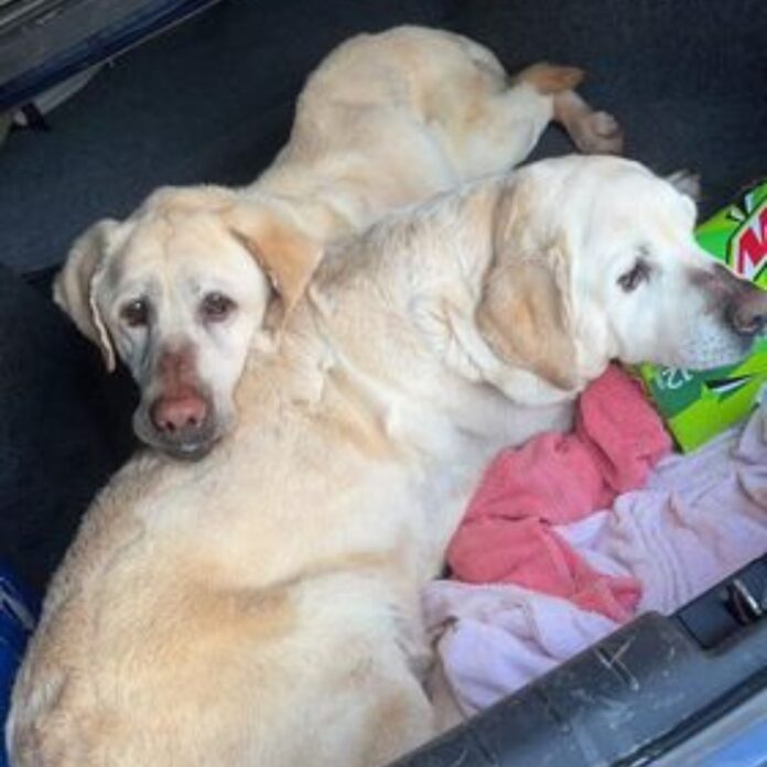 Macaroni & Cheese pups thrown from truck and ran over hoping to find new foster home