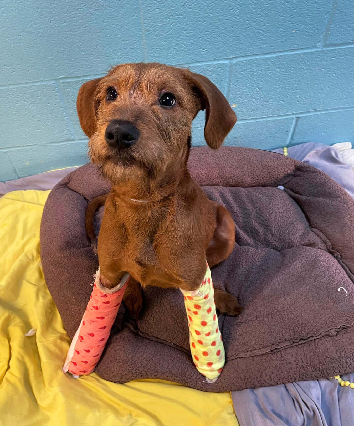 Five-month-old puppy suffering broken bones from blunt force trauma to front paws still charming with goofy personality