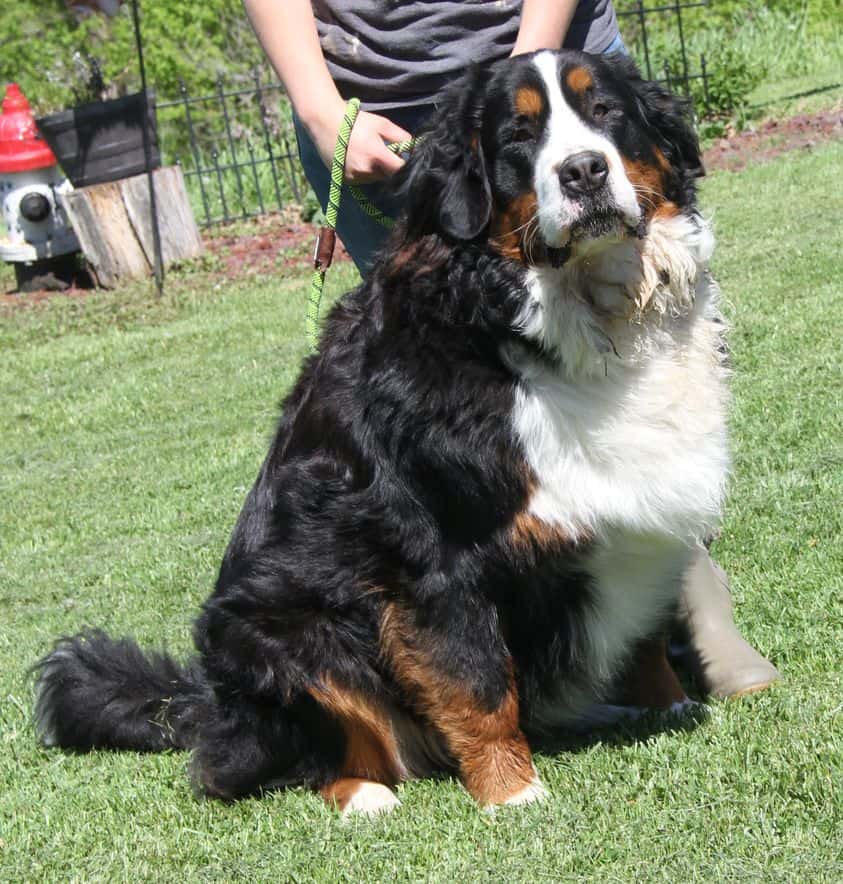 Magnificent Bernese Mountain pup ‘too strong for his current family’ hoping for a new home