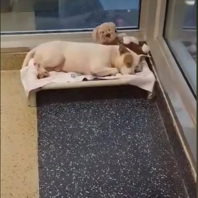 ‘Mack’ once had a home but his family just didn’t want him anymore