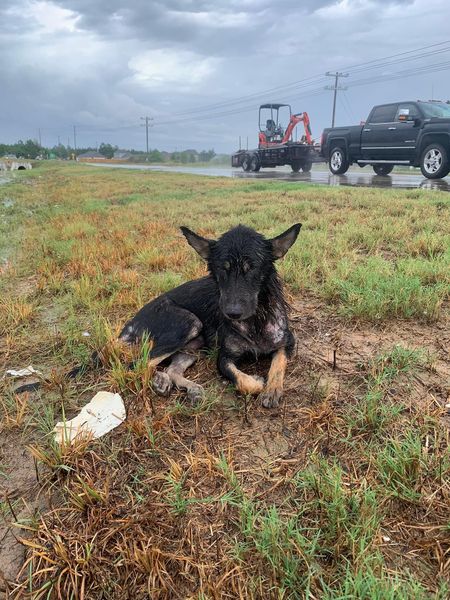 Nursing shepherd hit by vehicle and dragged herself into ditch during storm and waited for someone to help her