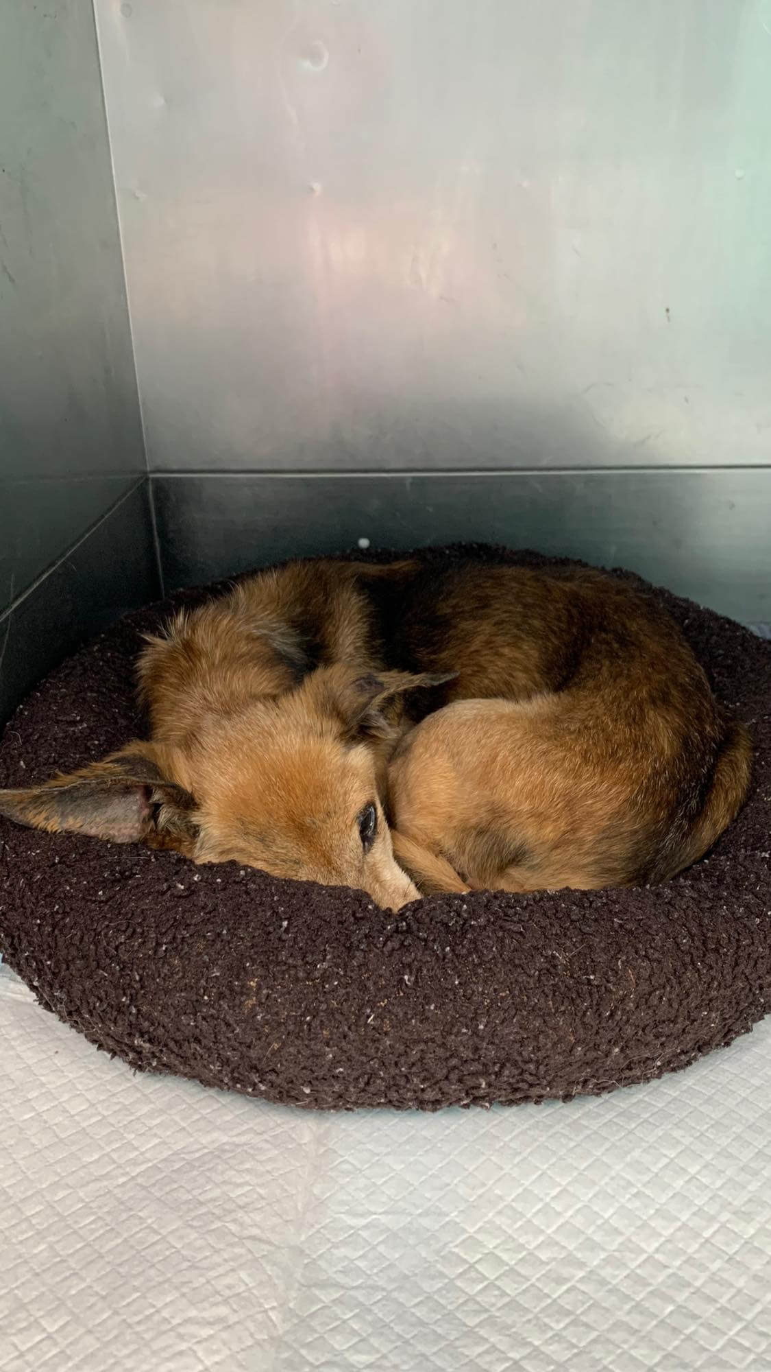 13-year-old ‘Macy’ needs an amazing human to give her a comfy home out of crowded California shelter