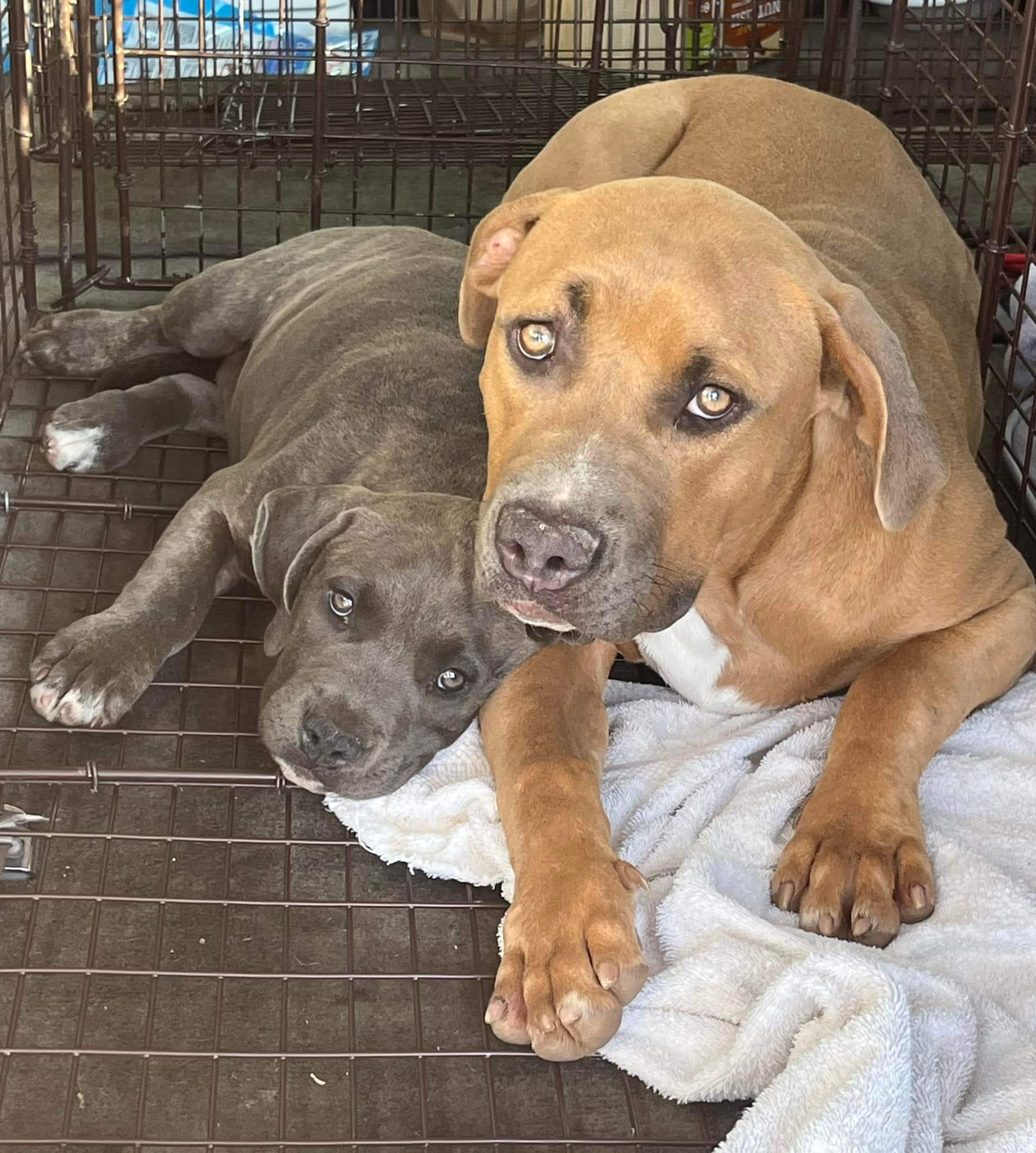 Abandoned mother dog stood guard keeping her puppy safe hiding in bushes