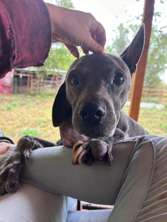 Heartbreaking rescue of neglected dog surrendered in horrific condition