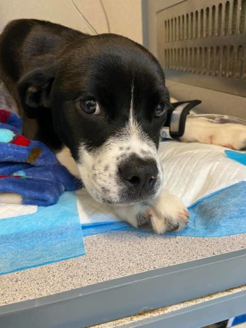 Four-month-old puppy suffered hernia in diaphragm after being kicked