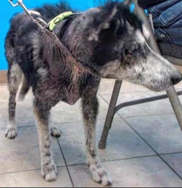 14-year-old husky surrendered to shelter because she was too old
