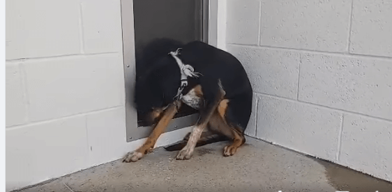 Terrified young dog at Houston shelter for a month and now her status is urgent
