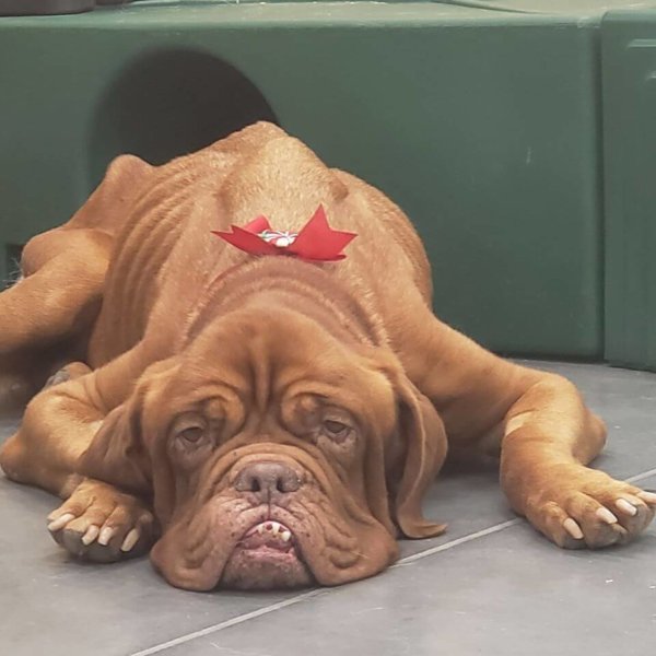 Internet falls in love with Mae the French Mastiff dying from terminal cancer