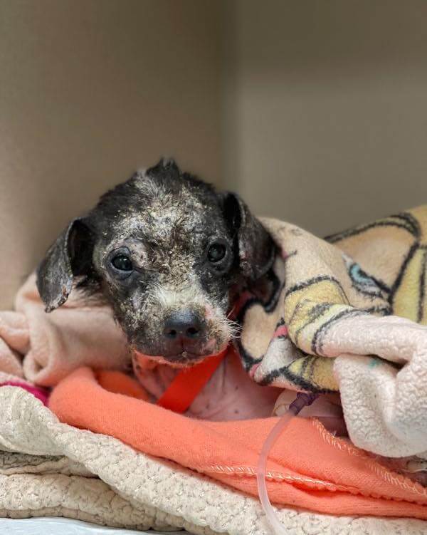 ‘Mae’ abandoned in carrier and left on doorstep finally finds help after suffering so long