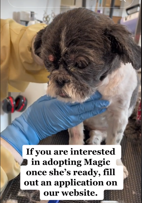 ‘Stay Strong’ Magic: 13-year-old surrendered pup misses her owner who has passed