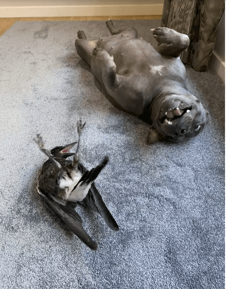 How 2 special pups and their mom befriended an abandoned magpie