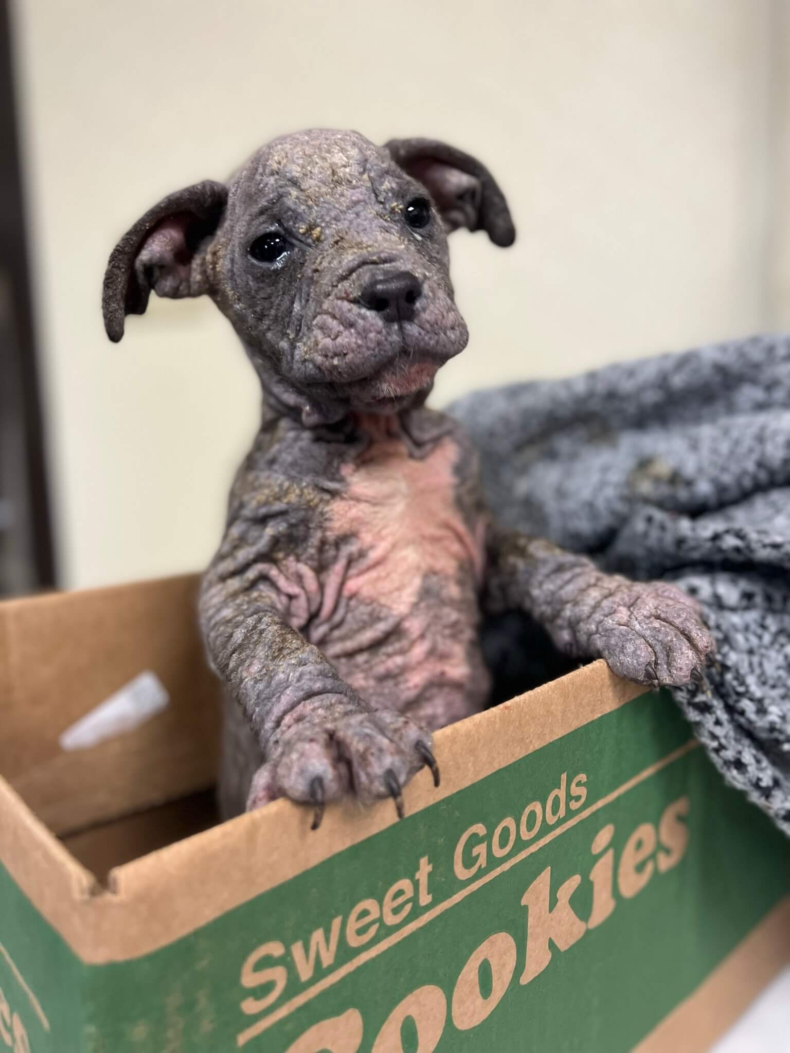 In celebration of ‘Maisy’ dog who miraculously recovered after found barely alive in ditch