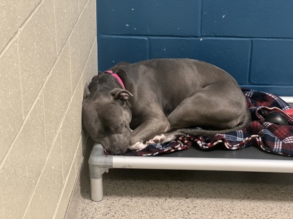 UPDATE: Major hunk and heartthrob pup who cried at Indiana shelter after 260 days finds loving home