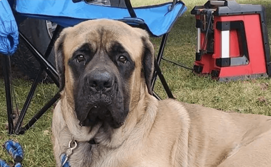 Iowa firefighter adopts 16-month-old Mastiff he rescued from apartment fire